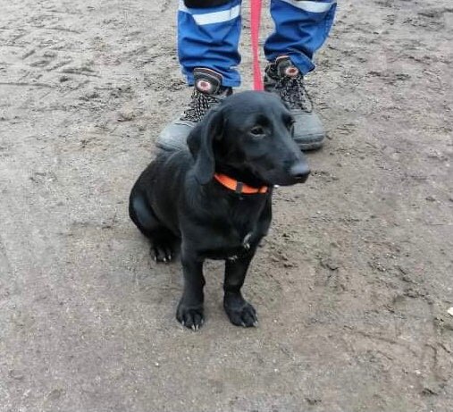 Pies znaleziony przy ul. Sobieskiego