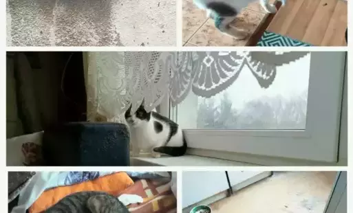 Zdjęcie do Koty potrzebują domu !!!